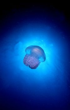 Jellyfish in Truuk Lagoon. Nikon N70 w.105 lens by Tom Huff 